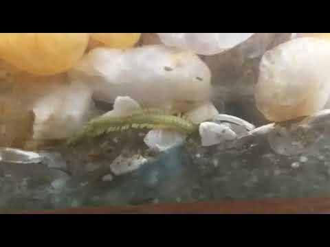 Poliqueta eurihalino no aquário YouTube