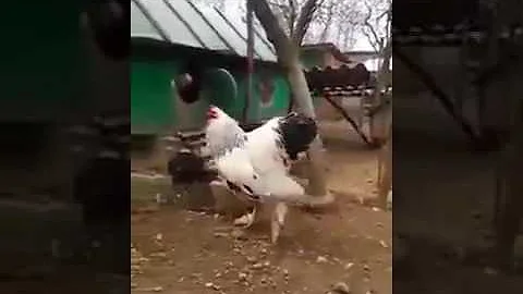 Quanto costano le galline Brahma?