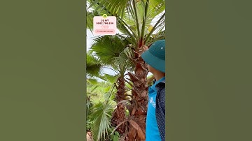 Tại sao phải trồng Cây cọ mỹ #cọ_mỹ #cây_cọ_mỹ #comy #caycomy #caycongtrinh