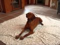 Hanna the Vizsla does Vizsla Tricks