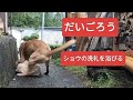 だいごろう【2026/ゴールデンウイーク】