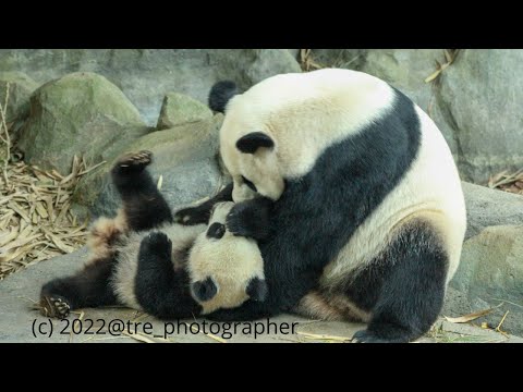 Video RIVER WONDERS- Le Le trying to wake up from his nap... - youtube