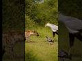 Hyena Thought It Was Easy… This Mother’s Rage Changed Everything 😱🦒