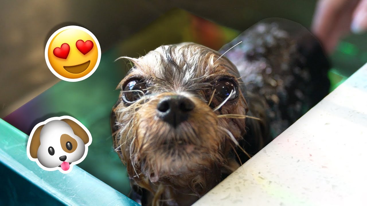 Giving My Dog A Bath! YouTube