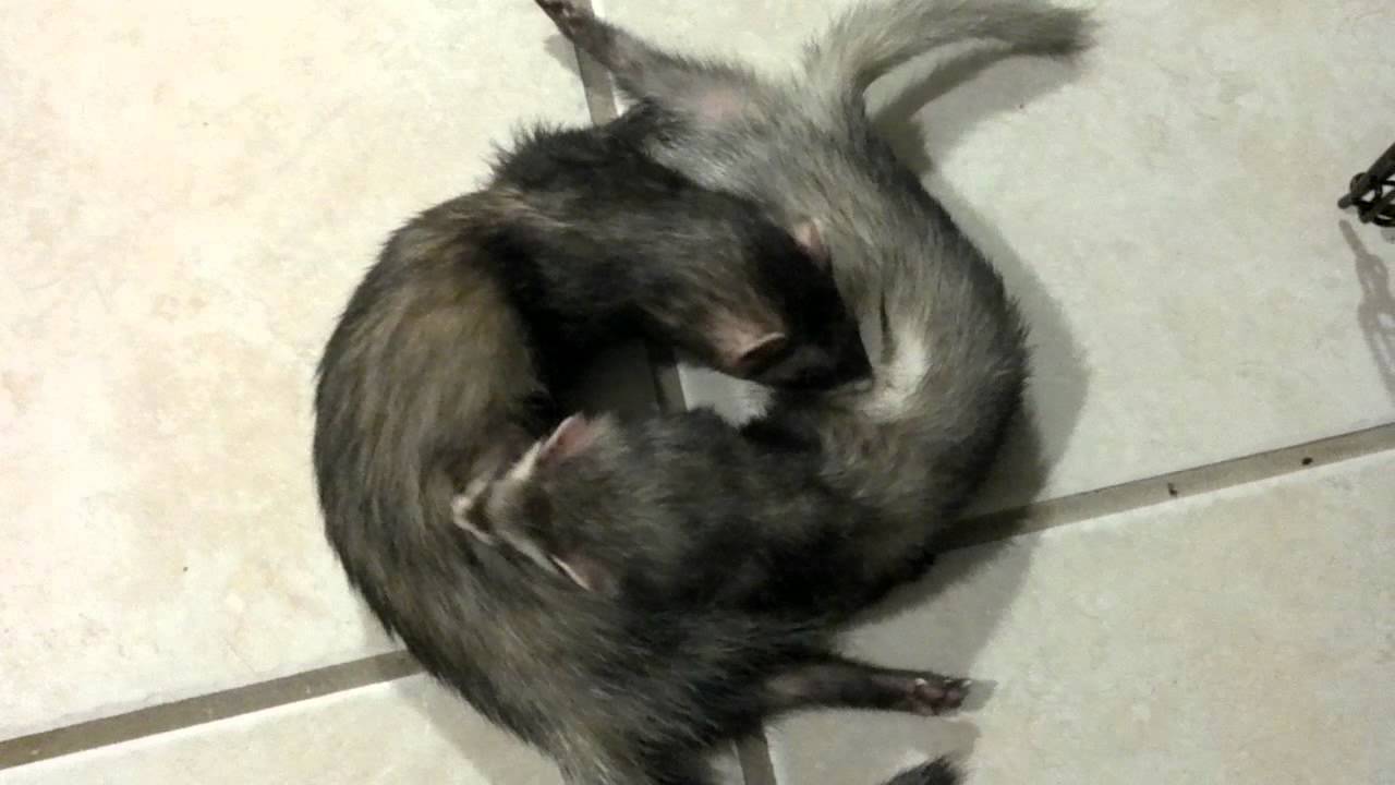 Ferrets grooming YouTube