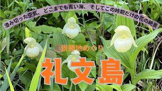 【礼文島　景勝地めぐり】大備海岸・レブンアツモリソウ群生地・スカイ岬・スコトン岬・桃台猫台・北のカナリアパーク