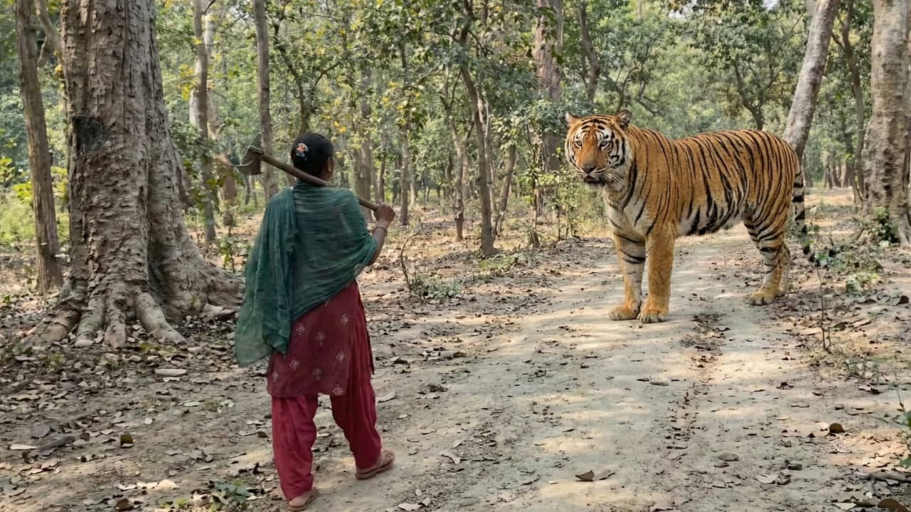 Tiger Attack On Village Girl in the forest tiger Attack man in forest oyay🙏🌳Bengal tiger,🐆 attack🦁🌲🙂