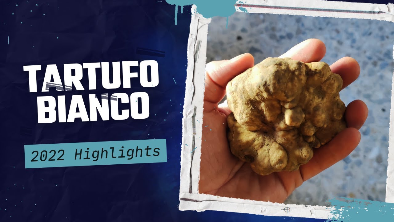 Tartufo Bianco pregiato 2022 - Tuber Magnatum Pico - White Truffle #tartufo #truffle #trufflehunter