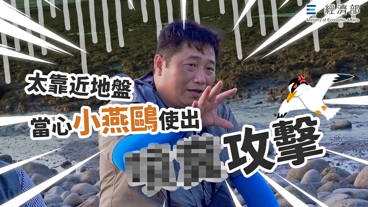 第三接收站的小燕鷗，中油持續守護中！✨