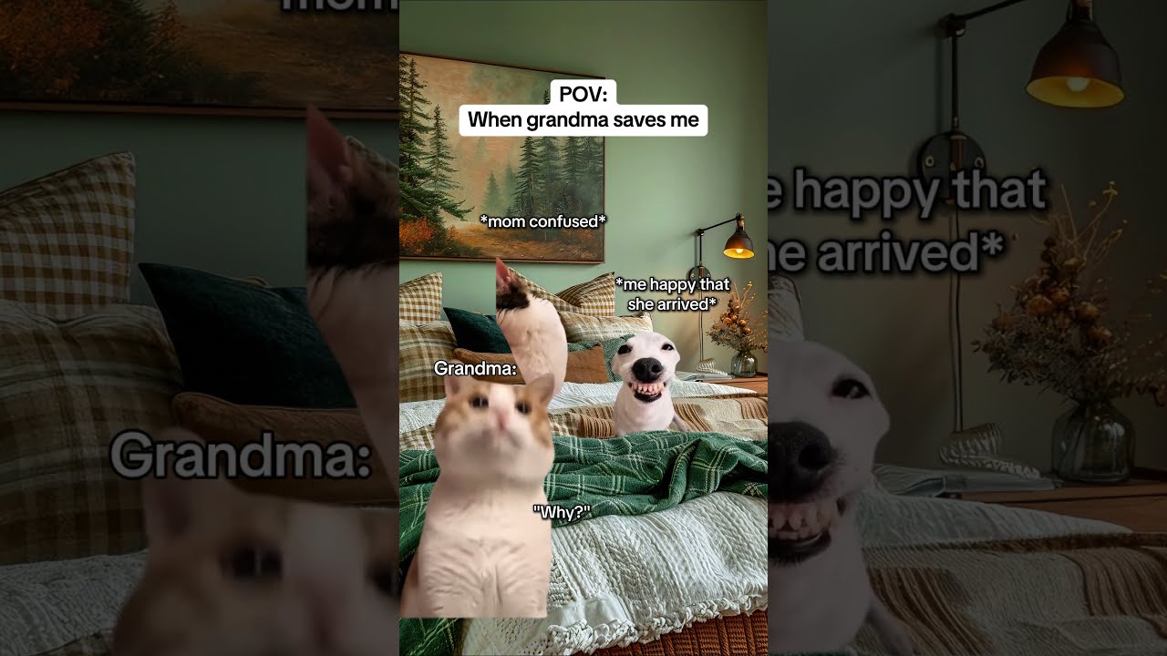 CAT MEMES When Grandma Saves Me Catmemes Relatable Relationship