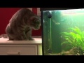 Cat and fishs.MTS