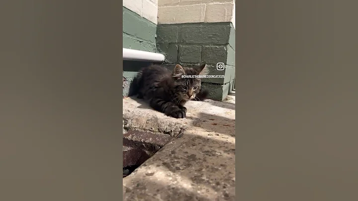 Video 8418541: mainecoons mainecoonkittens kitten, mainecoonkittens mainecoons cats, cat kittens enjoying, cat enjoying sun