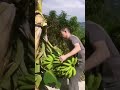 Farm fresh fruit  ninja fruit cutting  fruitpanda short