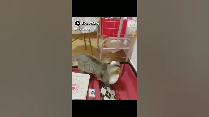 Video 11747851: cute cats best funny