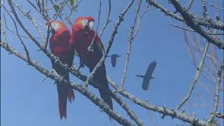 Scarlet Macaws Flying at Paradise Park in Hayle, Cornwall by Paradise Park and JungleBarn Cornwall 300 views 3 years ago 1 minute, 49 seconds