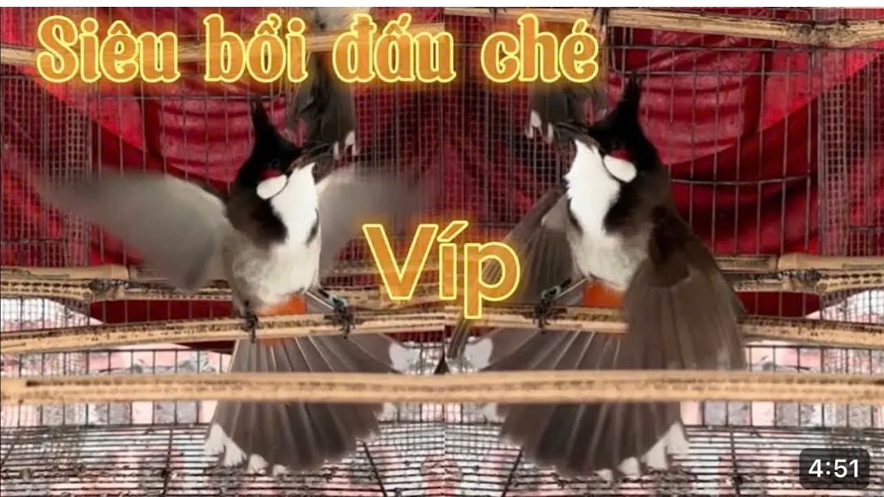 2/2 siêu CB hàng mộc rừng bẫy đấu ae bấm đki kênh để chọn CB hay để chơi nhá aelh☎️0367312855