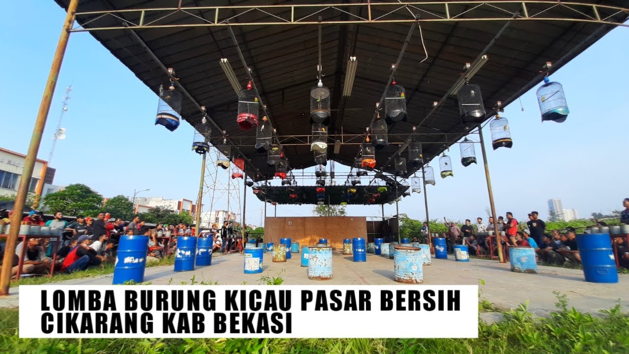 Kontes Lomba Burung Kicau terbaru || Pasar Bersih Cikarang Barat Bekasi