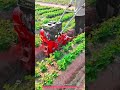 Mini Power Tiller 7 HP Walk-Behind Ridging Cultivator for Precision Row Crop Farming