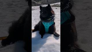 Good Looking Swedish Lapphund on a Spring Hike. #SwedishLapphund #ErasTour