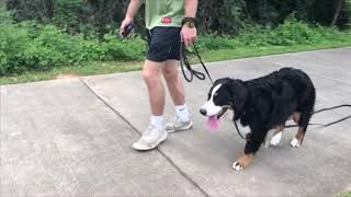 6 month old Bernese Mountain dog Cash lesson #5 by UberDogTraining 1,815 views 4 years ago 1 minute, 33 seconds