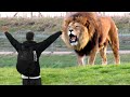 Lion Sees Her Master After 7 Years...