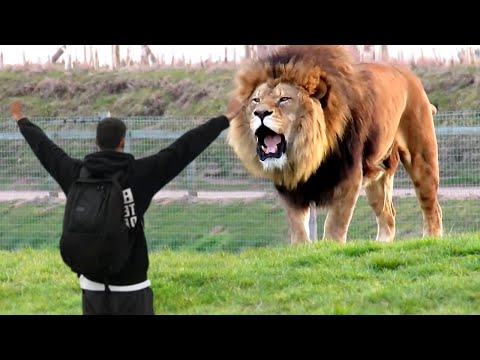 Video: Pet Scoop: Retiree Captures Amazing Lion Foto, mačiatko prežije Ride nad plynovou nádržou