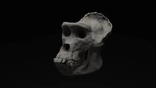 Gorilla Skull with maps