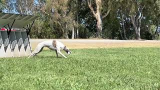 Dachshund vs Greyhound