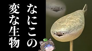 【Twitterで話題】サカバンバスピスってなんなの？シュールな顔から学ぶ無顎類の進化