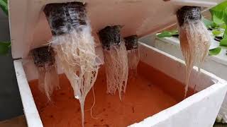 Growing of Leafly vegetables on hydroponic system