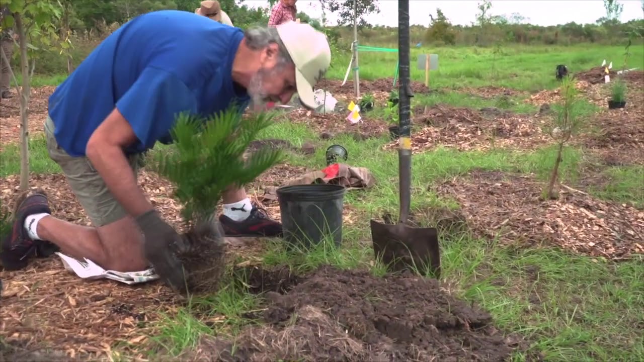 FLVCS Fund Microforest at the Celery Fields