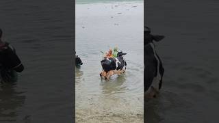 Cow Mom Care 🐄🐄 #shorts #cow #cowvideo #cowmarket #goru #hamba #viral