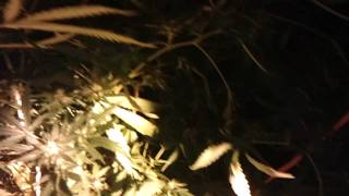 jack herer week 8 n 1/2, let ur water stand