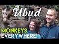 Balis mischievous monkeys  ubud sacred monkey forest