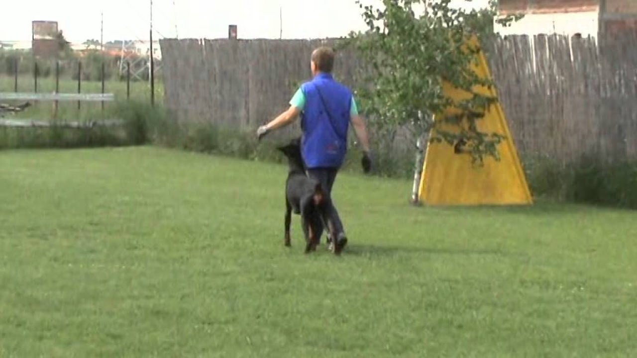 Dobermann Alexia v Markischen Leo BH