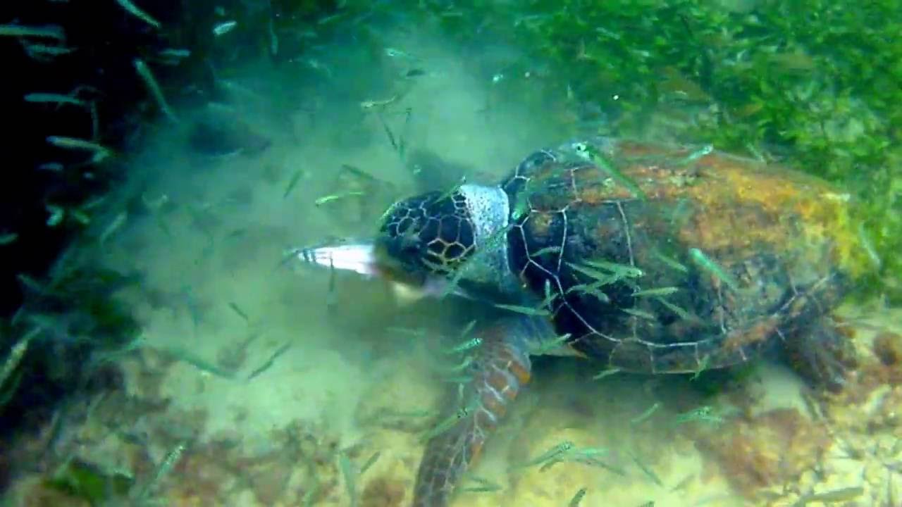 Большая зеленая черепаха поедает рыбью голову, которую выбросили с рыбацкого судна