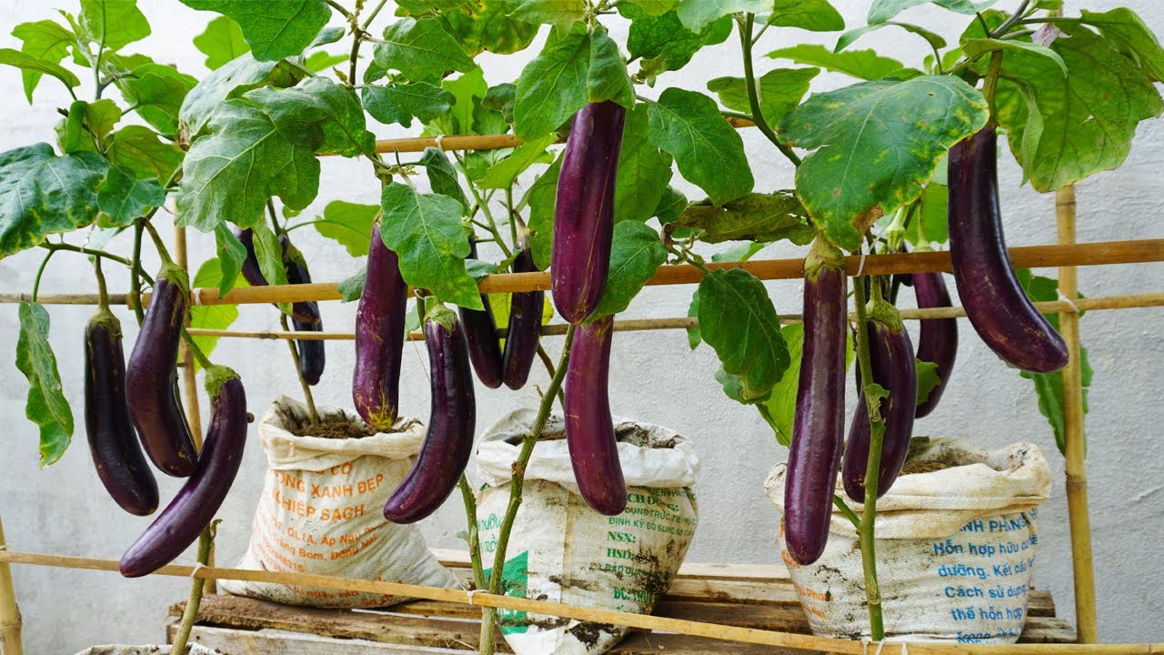 Growing eggplant in Bags at home gives unexpected results YouTube