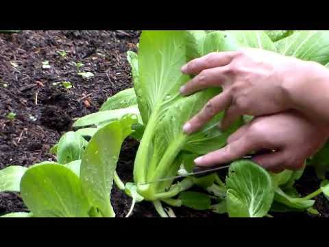Wideo: Zbieranie roślin Bok Choy: Jak i kiedy zbierać Bok Choy