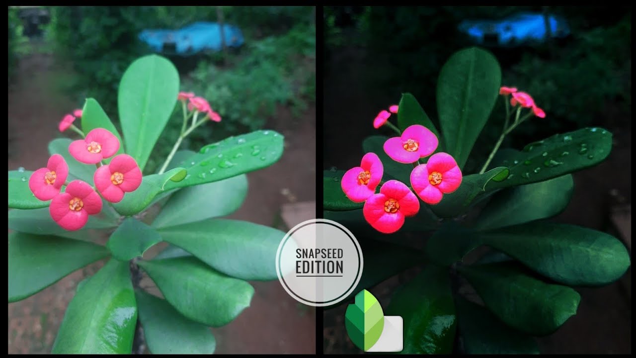 Flower Editing With Snapseed | Snapseed Edition