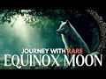 New Moon Solar Eclipse (528Hz) Equinox Portal |  Spirit Animal Guides