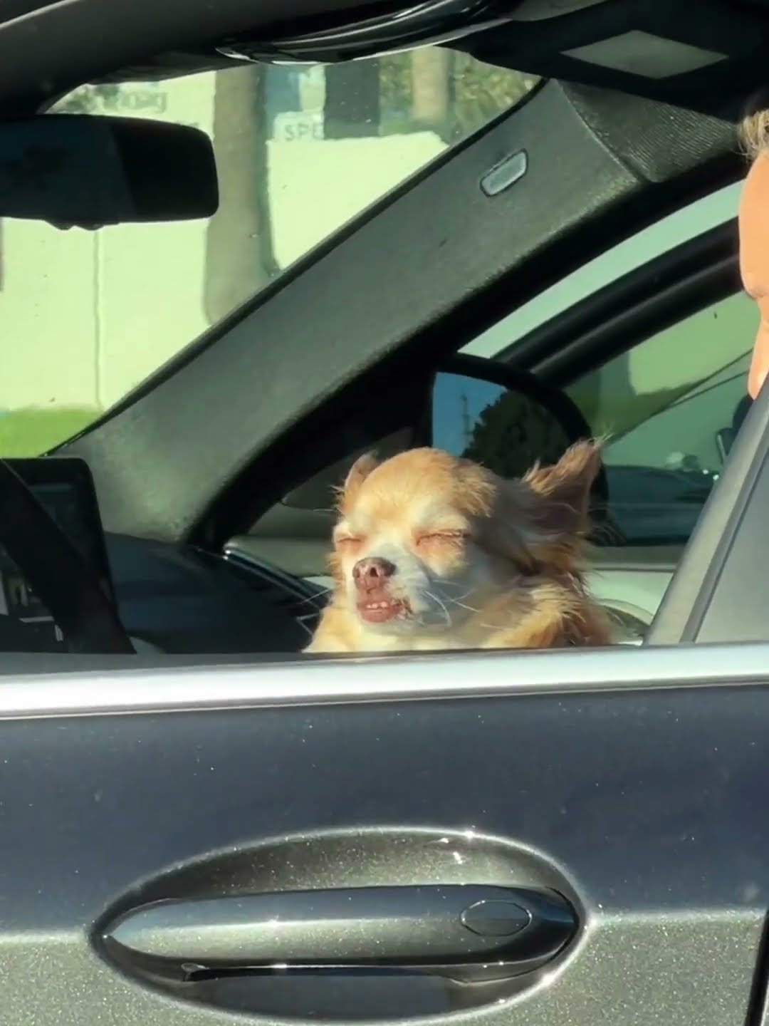 No Thoughts From Sunbathing Dog || ViralHog