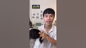 Poodle cạo lông hay cắt tỉa #shorts  #bossdog #petshop #pet