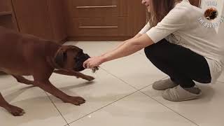 77 lbs boxer vs 132 lbs woman by Dilon the boxer dog 5,418 views 3 years ago 1 minute, 28 seconds