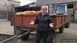 Sadzenie ziemniaków - na co zwrócić uwagę aby mieć dobry plon - przygotowanie pola