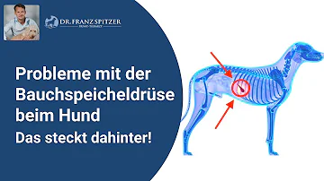 Was tut der Bauchspeicheldrüse gut Hund?