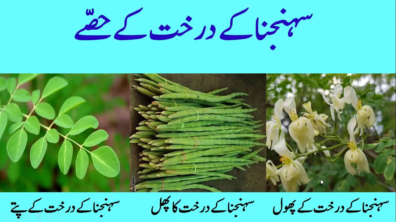 Moringa Tree in Urdu سہنجنا کا درخت YouTube