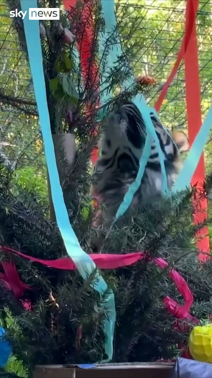 Zoo animals unwrap Christmas presents