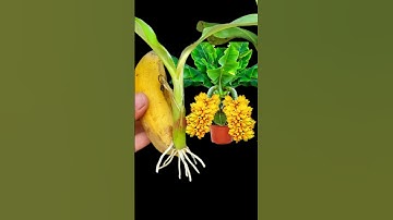SUPER SPECIAL TECHNIQUE for propagating bananas with coca-cola, Super fast growth