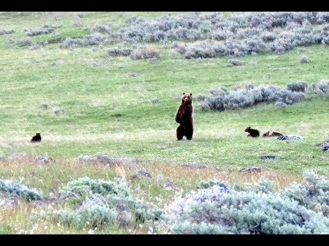 Grizzly Encounter with Mother and 5 Cubs - Yellowstone National Park