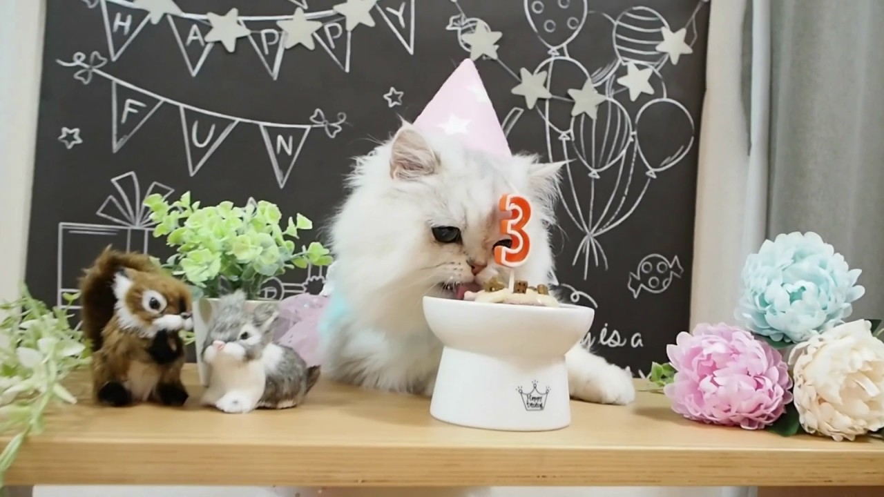 猫の誕生日会 Youtube